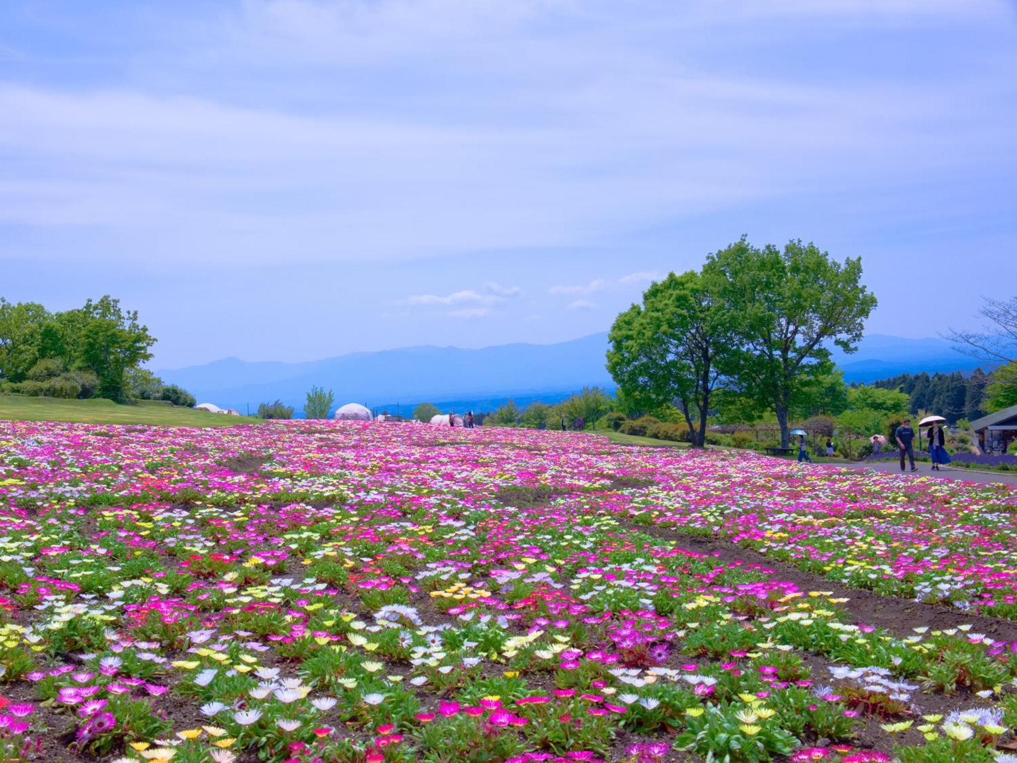 くじゅう花公園　キャンピングリゾート花と星 Kuju المظهر الخارجي الصورة