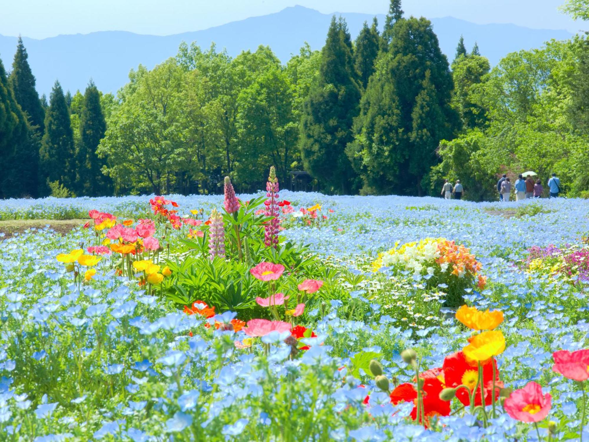 くじゅう花公園　キャンピングリゾート花と星 Kuju المظهر الخارجي الصورة